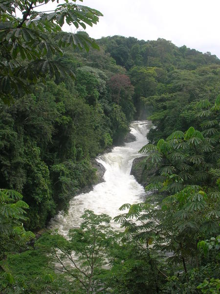 Cross River State National Park, Nigeria. Source: Wikipedia
