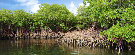 CRS mangroves