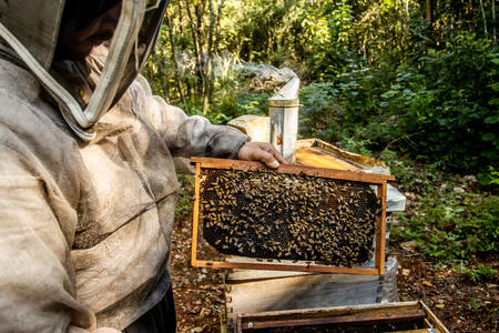 Yucatan beekeeping
