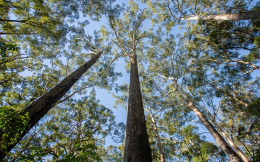 NSW trees