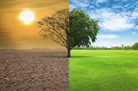 dustry dry vs healthy tree